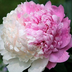 Пион молочноцветковый 'Мистер Эд' (розовый с белым)