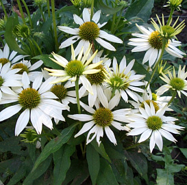 Эхинацея пурпурная 'Кимс Муфид'