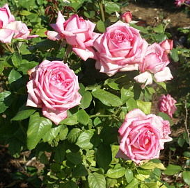 Роза 'Веддинг Белс' (чайно-гибридная) (розовая)