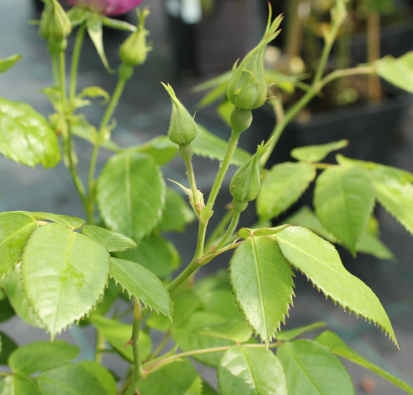 Роза Рапсоди ин Блю (Rhapsody in Blue)