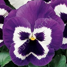 Виола Виттрока 'Инспайр Вайолет Фейс Плюс' (фиолетовая с белым глазком)