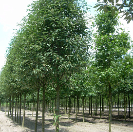 Рябина тюрингская 'Фастигиата'