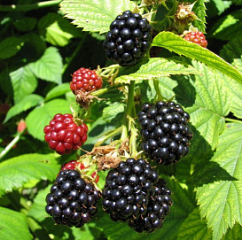 Ежевика 'Чероки'