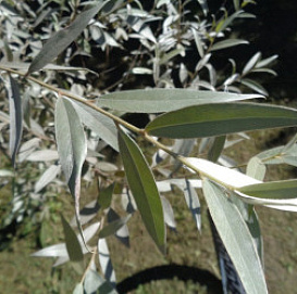 Ива белая 'Серебристая'