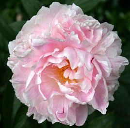 Пион молочноцветковый 'Леди Александра Дафф' (светло розовый)