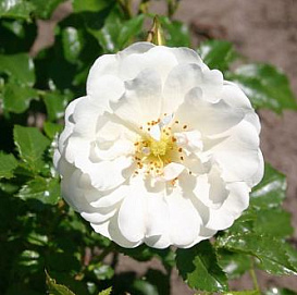 Роза 'Диамант' (шраб, парковая) (белая)