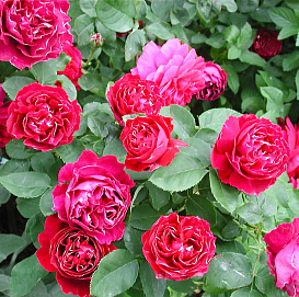 Роза 'Барон Жиро де Лен' (чайно-гибридная) (малиновая)