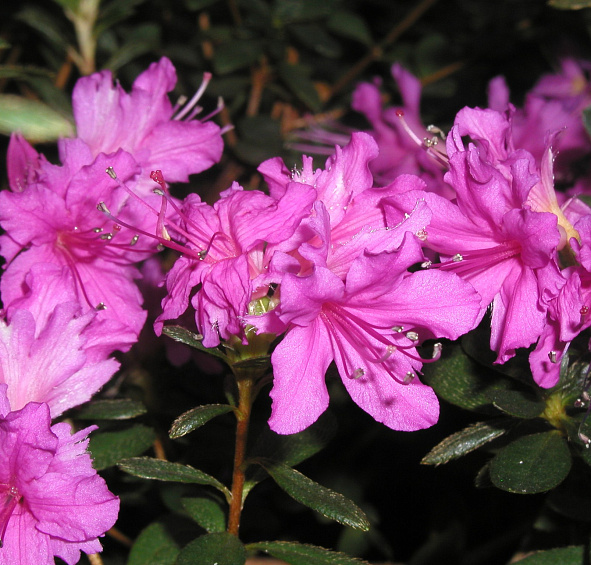 Рододендрон гибридный (азалия) 'Изуми Но Май' (лиловый)