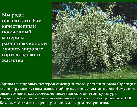 Фотоальбом Сорта Жасмина садового (чубушника) - Презентация Коллекция жасмина садового - 2