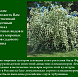 Фотоальбом Сорта Жасмина садового (чубушника) - Презентация Коллекция жасмина садового - 2