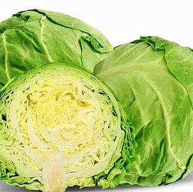 Семена Капуста Слава средняя