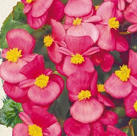 Бегония изящная 'Амбассадор Роуз' (розовая, зеленый лист)