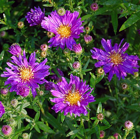 Астра новобельгийская 'Виолетта' (фиолетовая)