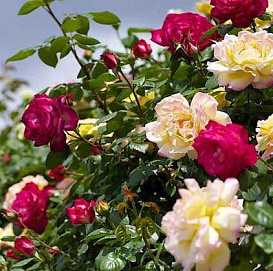Роза 'Рампиканти полиантина' (плетистая, флорибунда)