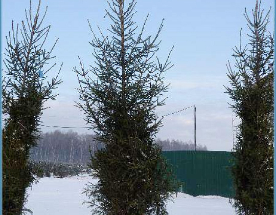 Фотоальбом Хвойные деревья с комом для зимней посадки. Ель, сосна. Фотография 10
