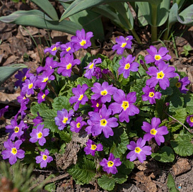 Примула Юлии