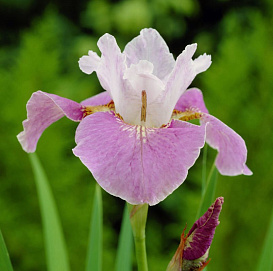 Ирис сибирский 'Данс Балерина Данс'