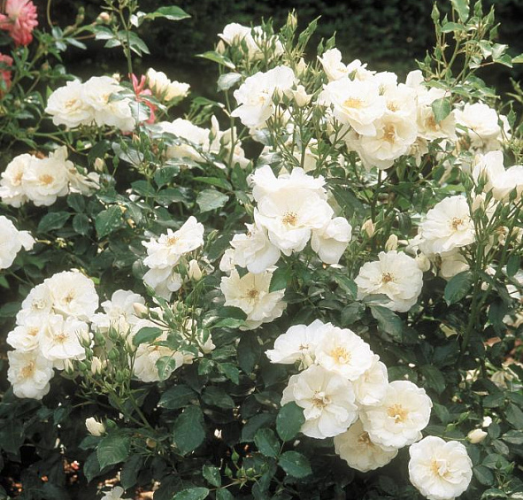 Роза 'Уайт Кове' (миниатюрная) (белая)