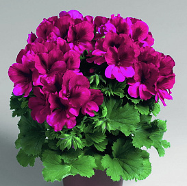 Пеларгония грандифлора 'Аристо Бургунди' (пурпурная)