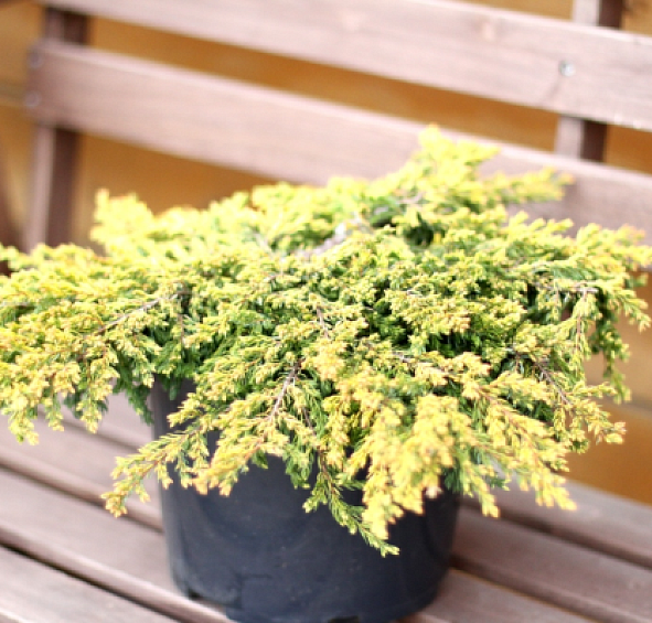 Можжевельник обыкновенный 'Голдшатц'