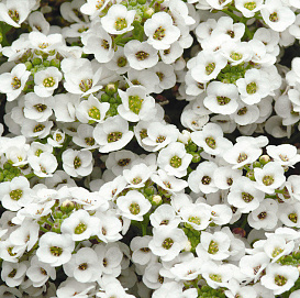 Алиссум морской (Лобулярия) 'Сноу Кристалс'