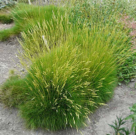 Овсяница метельчатая 'Готье'