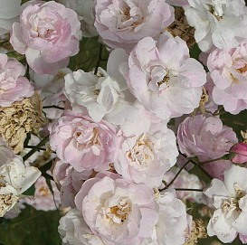 Роза 'Бланш Наузетт' (флорибундв, наузетовая) (бело - розовая)