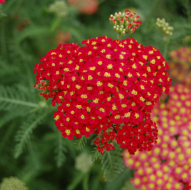 Тысячелистник  обыкновенный 'Паприка'
