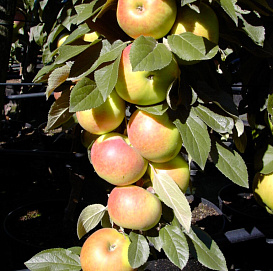 Яблоня колоновидная 'Приокское'