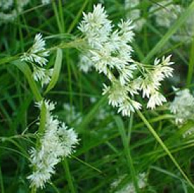 Ожика белая