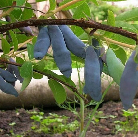 Жимолость съедобная 'Длинноплодная'