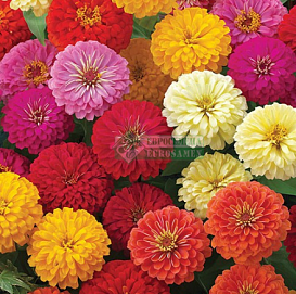 Цинния изящная 'Дримленд' (микс)