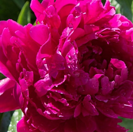 Пион травянистый 'Карл Розенфельд'