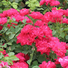 Роза 'Морден Аморетт' (парковая) (розовая)