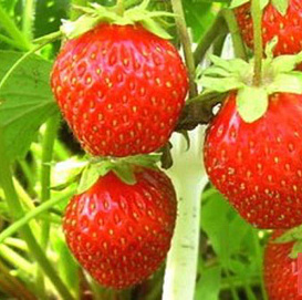 Земляника (клубника) 'Кокинская ранняя' 