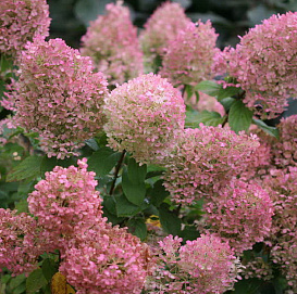 Гортензия метельчатая 'Руби'