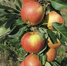 Яблоня колоновидная 'Восторг'