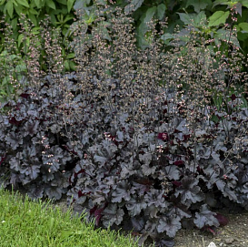 Гейхера 'Черная Жемчужина'