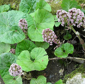 Белокопытник гибридный