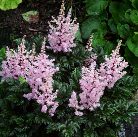 Астильба курчавая 'Перкео' (пурпурная - светлая)