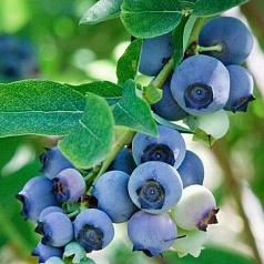 Голубика высокорослая 'Беркли' Голубика высокорослая 'Беркли'