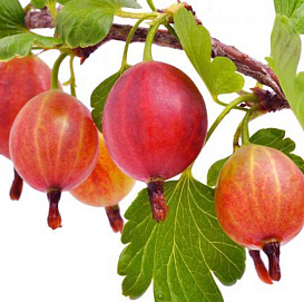 Крыжовник 'Яркий'