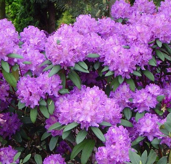 Рододендрон гибридный (азалия) 'Альфред' (лиловый)