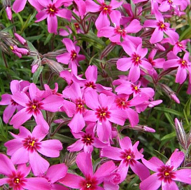 Флокс шиловидный 'Скарлет Флэйм'