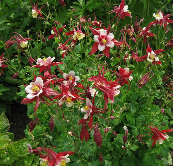 Аквилегия гибридная (водосбор) 'Кримсон Стар'