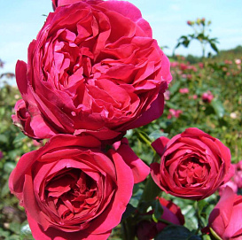 Роза 'Эрик Таберли' (плетистая) (темно-бордовая)