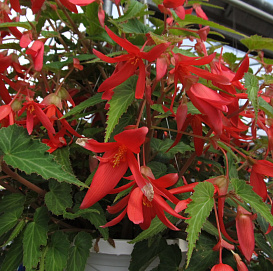 Бегония боливийская ампельная 'Санта Круз Сансет' (кашпо)