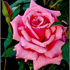 Роза 'Эйфель Тауэр' (чайно-гибридная) (розовая)