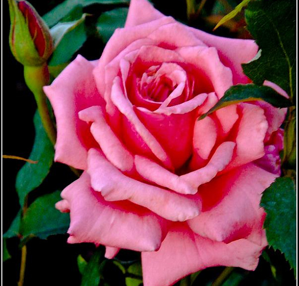 Роза 'Эйфель Тауэр' (чайно-гибридная) (розовая)