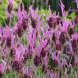 Лаванда Лаванда широколистная 'Хелмсдейл'